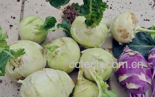 胚兰菜怎么做才好吃 胚兰菜的吃法技巧-0