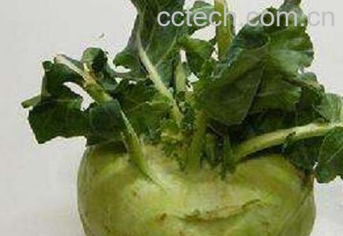 胚兰菜怎么做才好吃 胚兰菜的吃法技巧-1