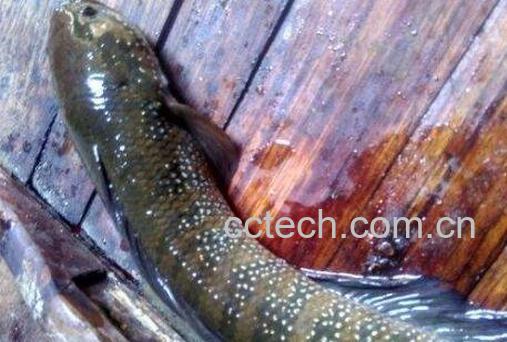 张弓鱼的作用与功效-1