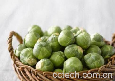 抱子甘蓝是转基因吗 抱子甘蓝的功效-1