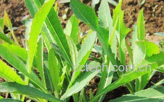 苦麻菜的功效与作用-0