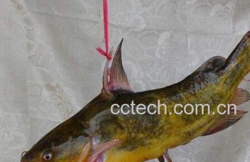 长须黄颡鱼的功效与作用-0