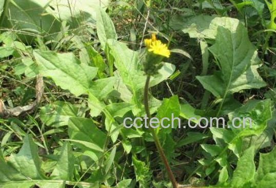 苦麻菜的功效与作用-1