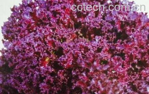  紫叶生菜可以生吃吗 紫叶生菜怎么吃-0