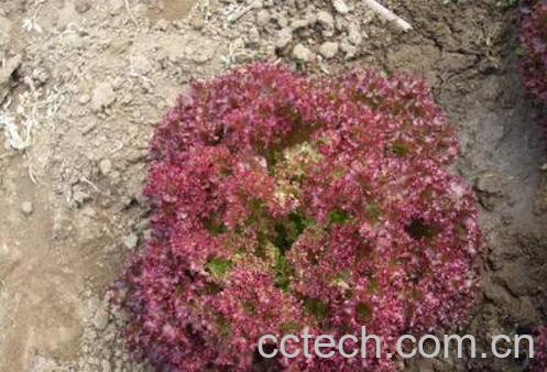  紫叶生菜可以生吃吗 紫叶生菜怎么吃-1