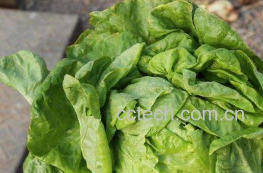 奶油生菜的功效与作用-0