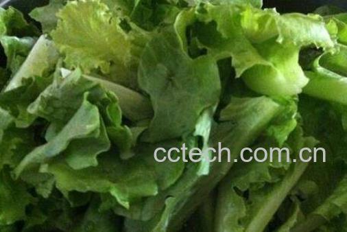 奶油生菜的功效与作用-1