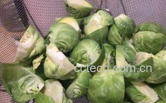 球子甘蓝的功效与作用-1