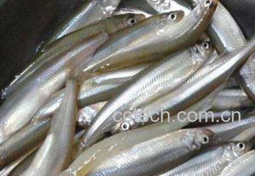 掌公鱼的功效与作用-1