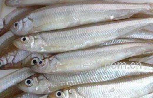 掌公鱼的功效与作用-0