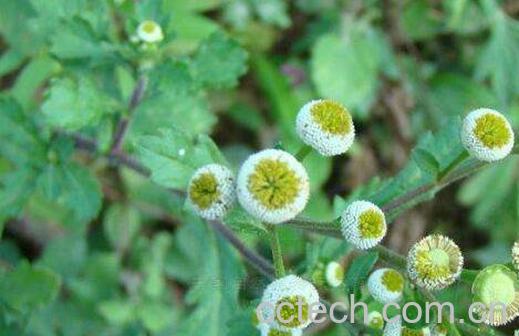 鱼眼草蒸蛋的功效与作用-0