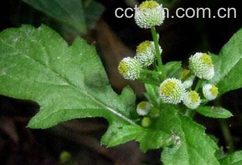 鱼眼草蒸蛋的功效与作用-1