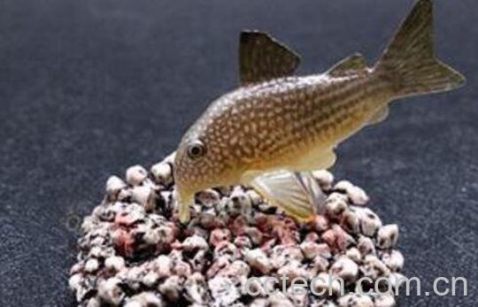 珍珠老鼠鱼的功效与作用及养殖方法-0