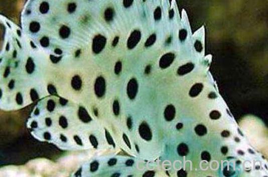 珍珠老鼠鱼的功效与作用及养殖方法-1