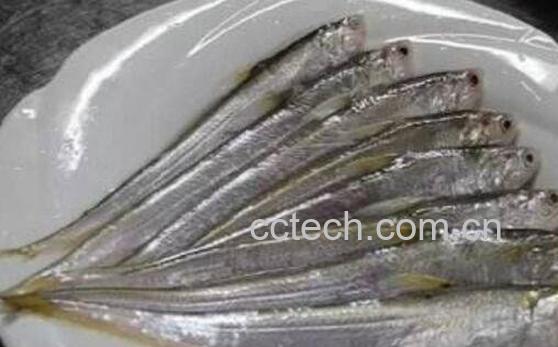 长江回鱼的功效与作用-1