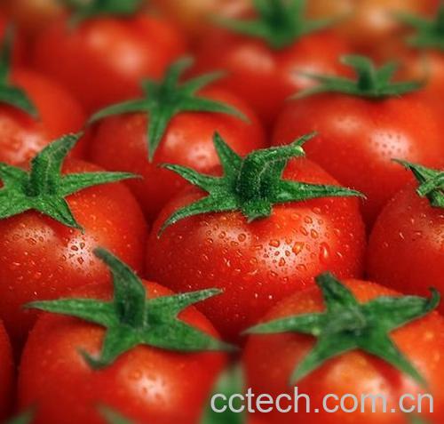 番茄的功效-0