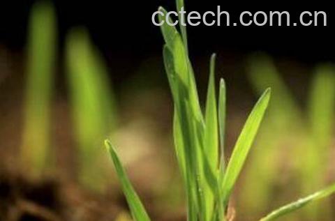 发麦芽的功效与作用-0