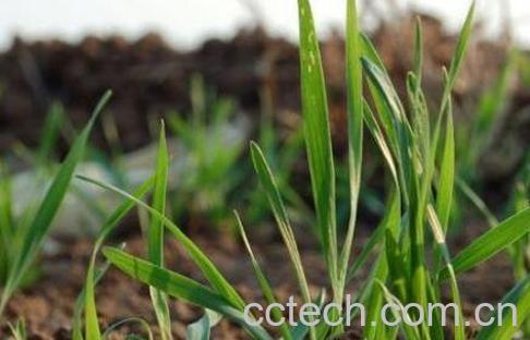 发麦芽的功效与作用-1