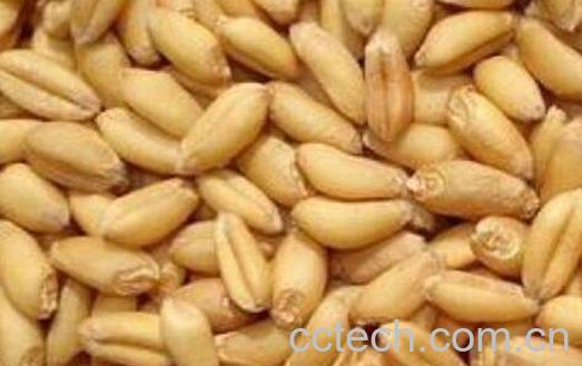 煮熟的麦子怎么去皮 新鲜麦子怎么吃-0