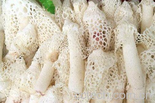 竹荪的功效与作用 竹荪怎么吃-1