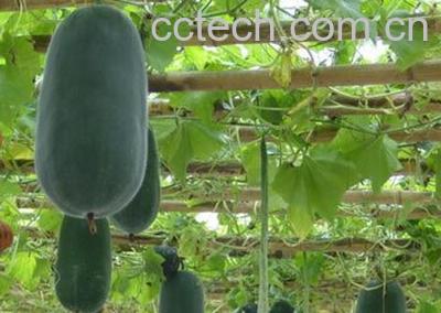 冬瓜有哪些营养价值-1