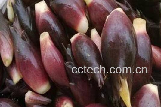 洋火姜功效与作用 洋火姜对人的副作用-0