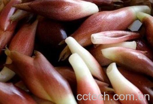 洋火姜功效与作用 洋火姜对人的副作用-1