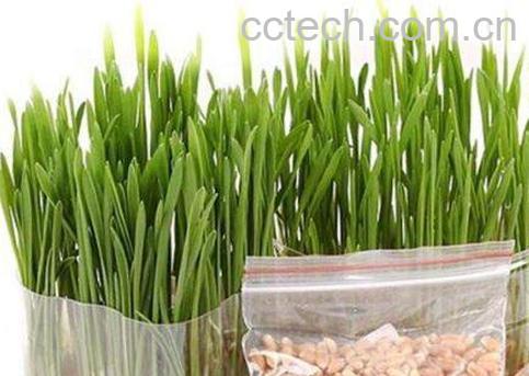 发芽的麦子怎么办 发芽的麦子有什么用-1