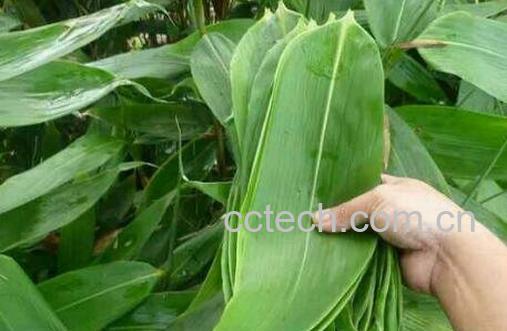 包粽子的叶子叫什么 粽叶的功效与作用-0