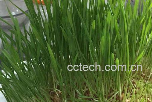 发芽的麦子怎么办 发芽的麦子有什么用-0