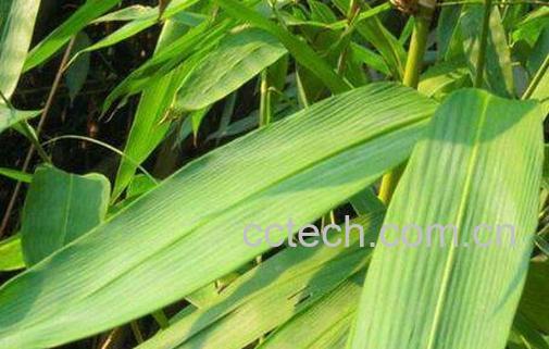 包粽子的叶子叫什么 粽叶的功效与作用-1