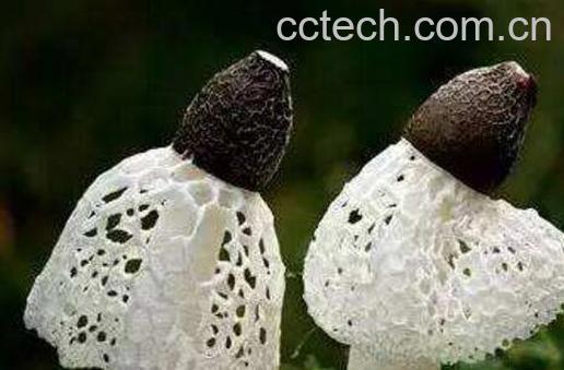 竹荪怎样种植 竹荪种植方法技巧-0