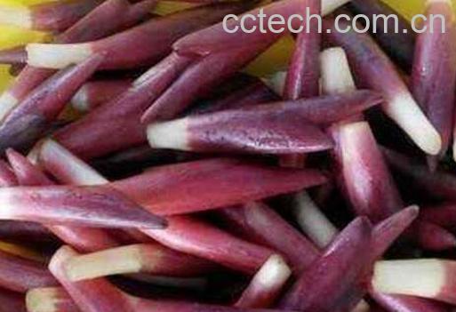 洋火姜怎么吃 洋火姜哪些人不能吃-0