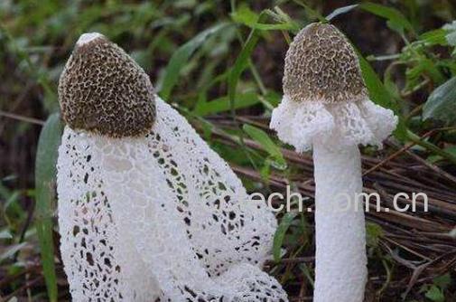 竹荪怎样种植 竹荪种植方法技巧-1