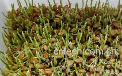 麦芽苗的功效与作用-0