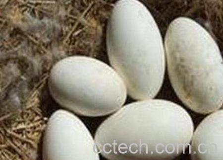 鹅蛋不能和什么一起吃 鹅蛋的吃法禁忌-1