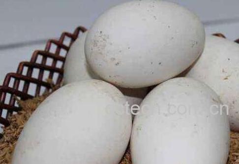 鹅蛋不能和什么一起吃 鹅蛋的吃法禁忌-0