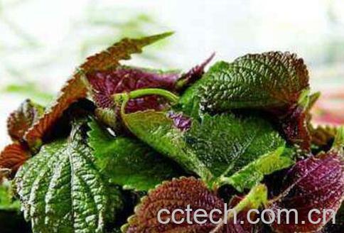  紫苏叶的功效与作用及食用方法-1