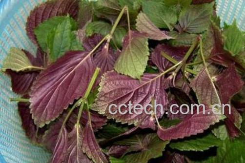  紫苏叶的功效与作用及食用方法-0
