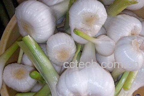 吃大蒜的好处有哪些 吃大蒜的禁忌-1