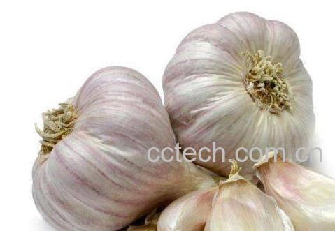 吃大蒜的好处有哪些 吃大蒜的禁忌-0