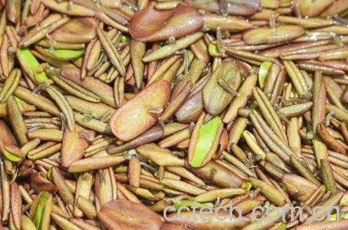 新鲜的莼菜怎么洗 新鲜的莼菜怎样保存-1