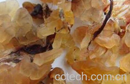 雪蛤的功效与作用 血蛤哪些人不能吃-0