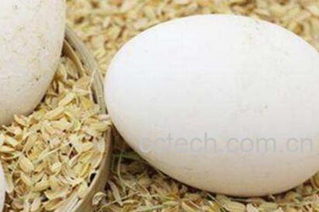 鹅蛋的功效与作用 男人吃鹅蛋有什么好处-0