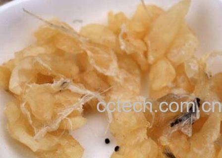 雪蛤的功效与作用 血蛤哪些人不能吃-1