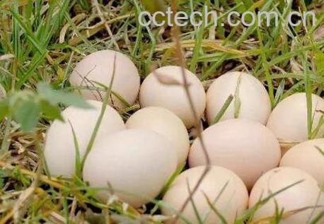 鹅蛋的功效与作用 男人吃鹅蛋有什么好处-1