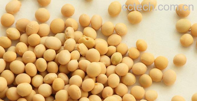黄豆的营养价值-0