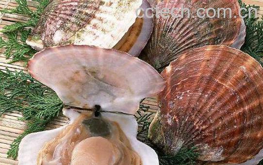 扇贝哪里不能吃图解 扇贝怎么处理-0