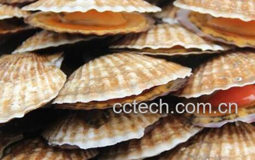 扇贝哪里不能吃图解 扇贝怎么处理-1