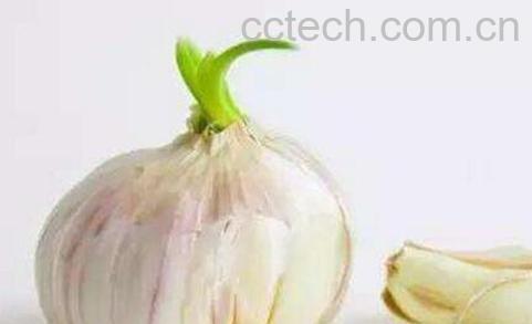 大蒜发芽能吃吗 大蒜怎么保存不发芽-0